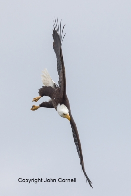 Bald-Eagle;Birds-of-Prey;Eagle;Flying-Bird;Haliaeetus-leucocephalus;Photography;